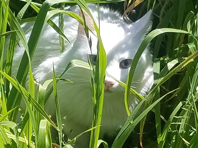 paraiso gatuno