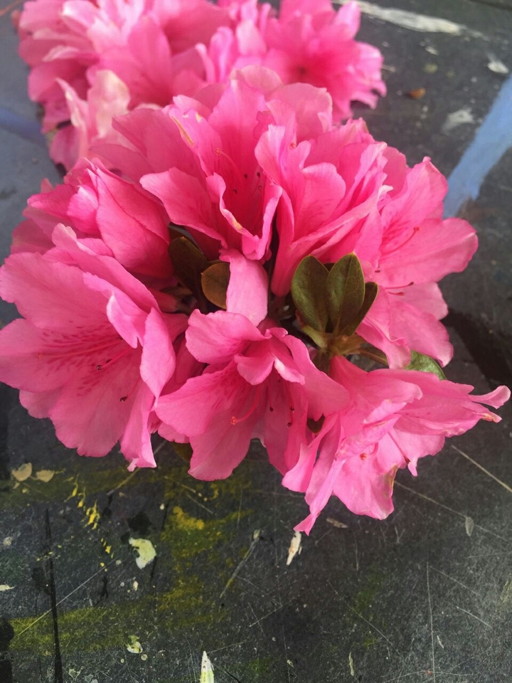 Pink Flower