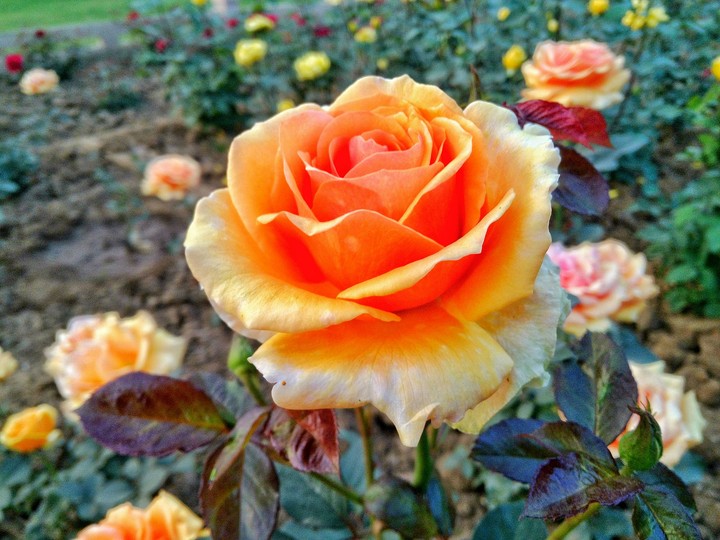 Patna Eco park rose