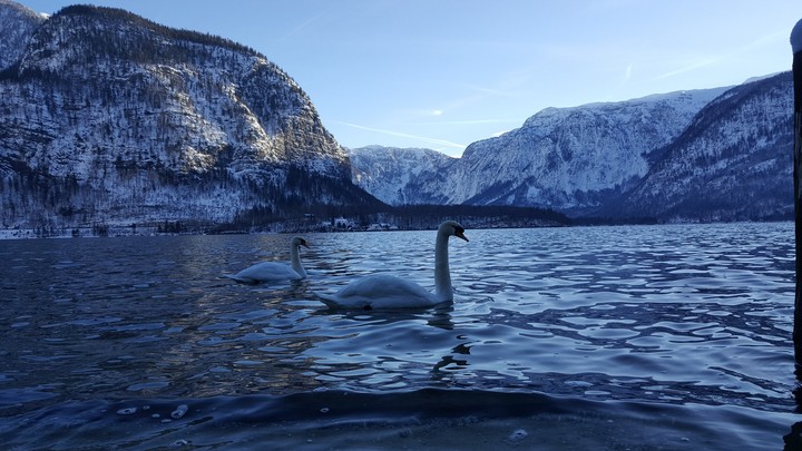 swan in hallstatt