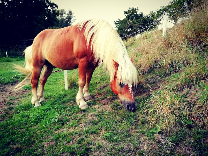 Horse