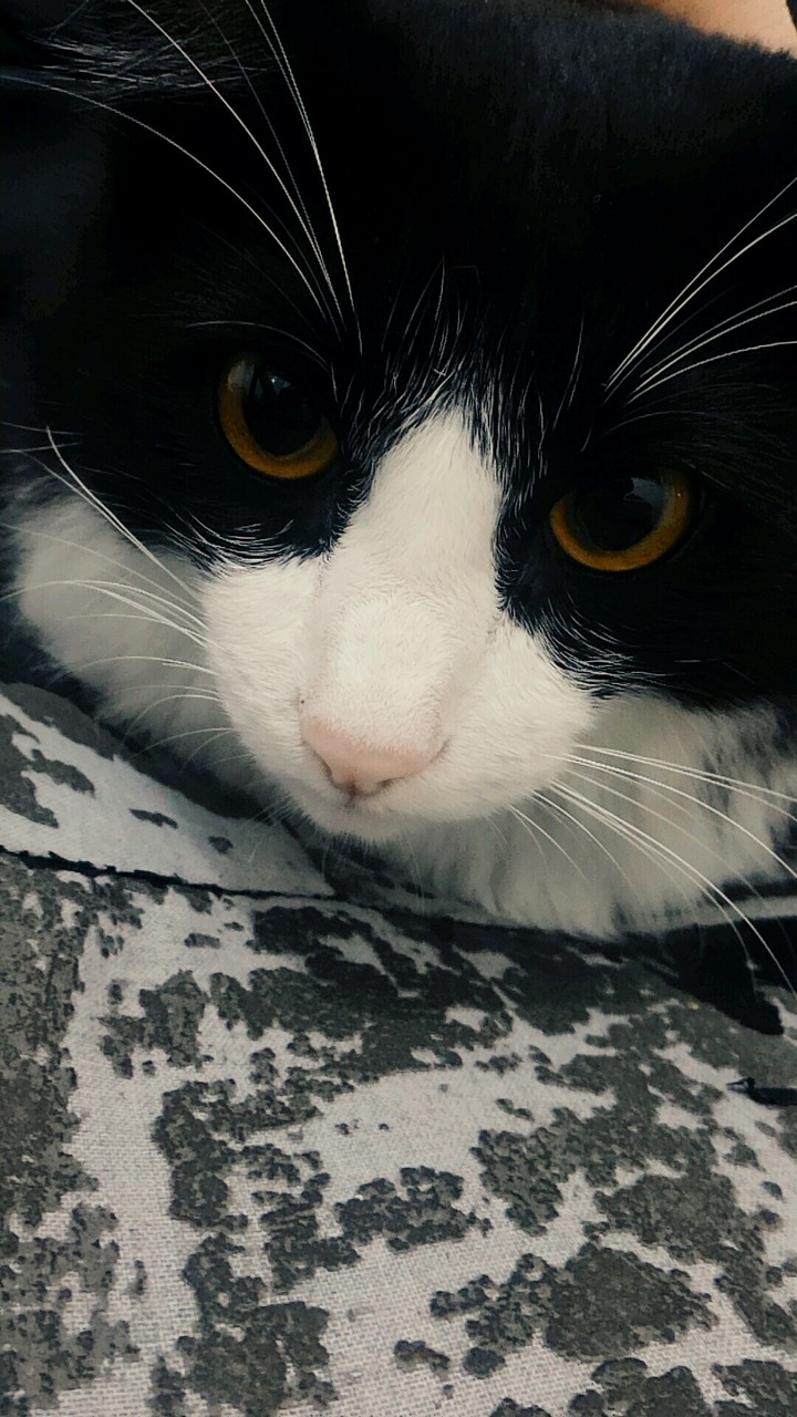 Beautiful Cat