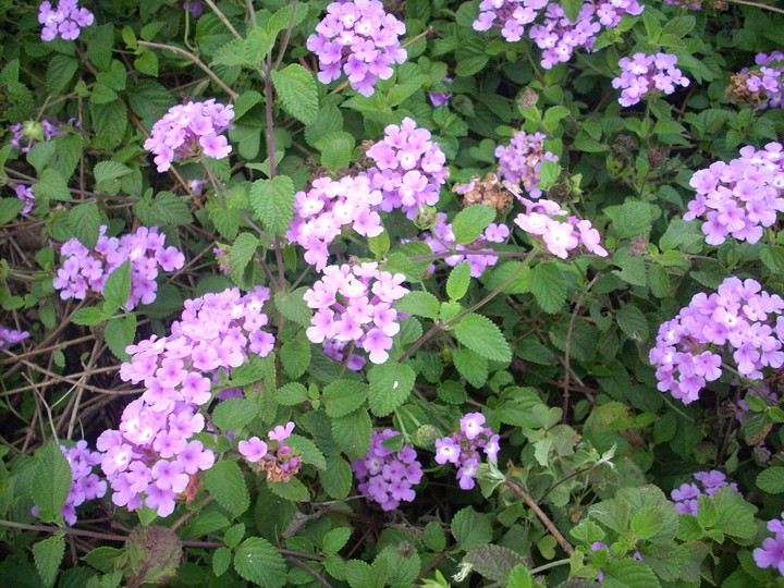 Flowers ?