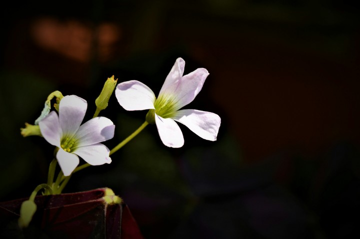 Flowerso