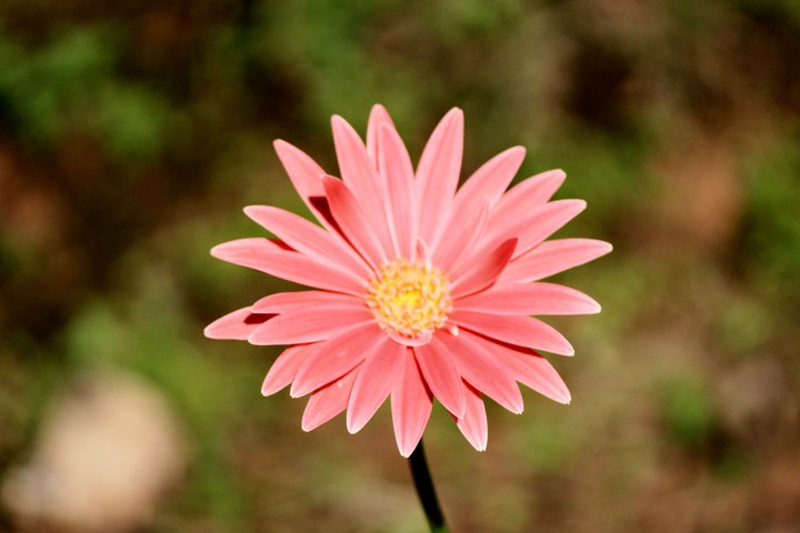 F