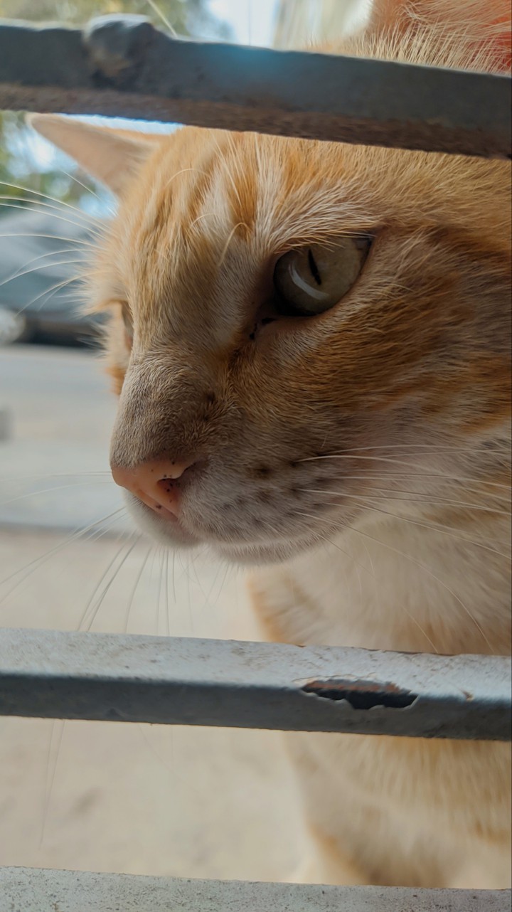 gato