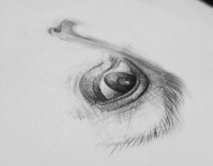 eye