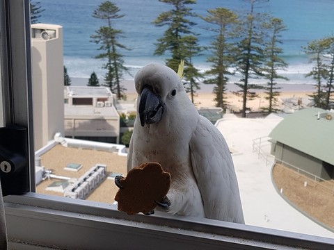 Sulphur-crested cockatoo in mooch mode, Manly, NSW,