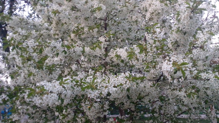 spring is here