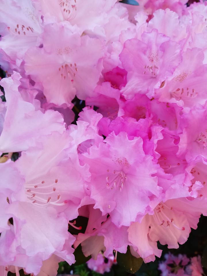 flowers are the smile of the nature