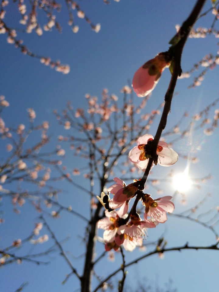 spring