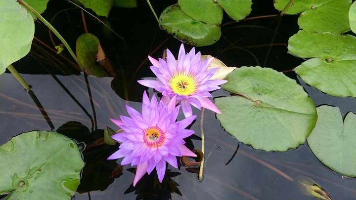 Waterlili