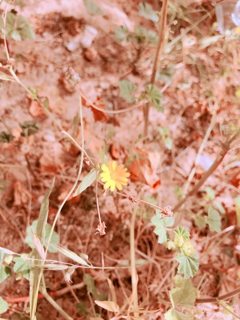 #flower