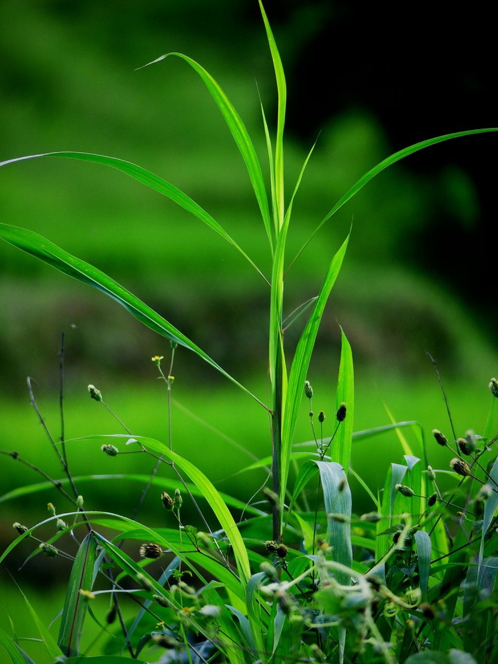 Grass