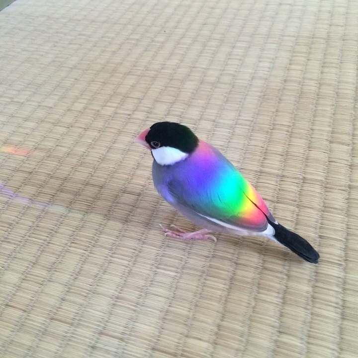 raindbow bird