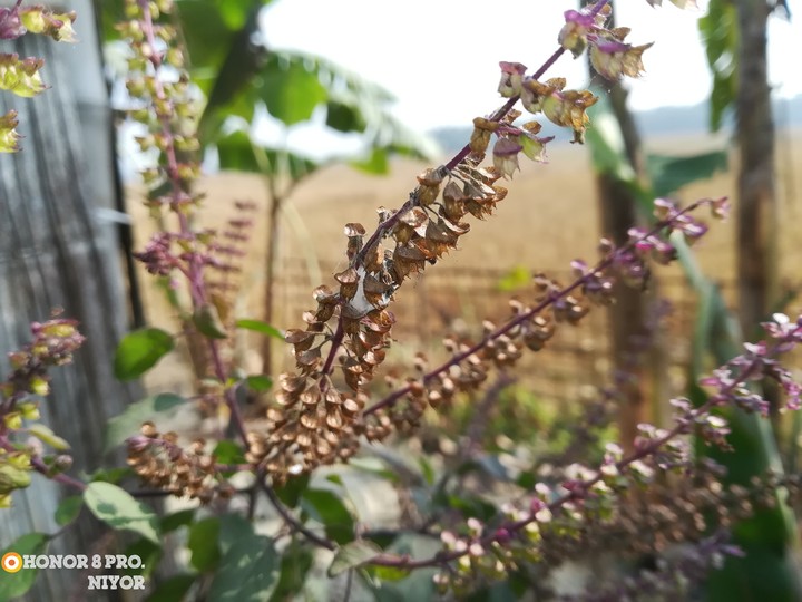 tulsi   flower