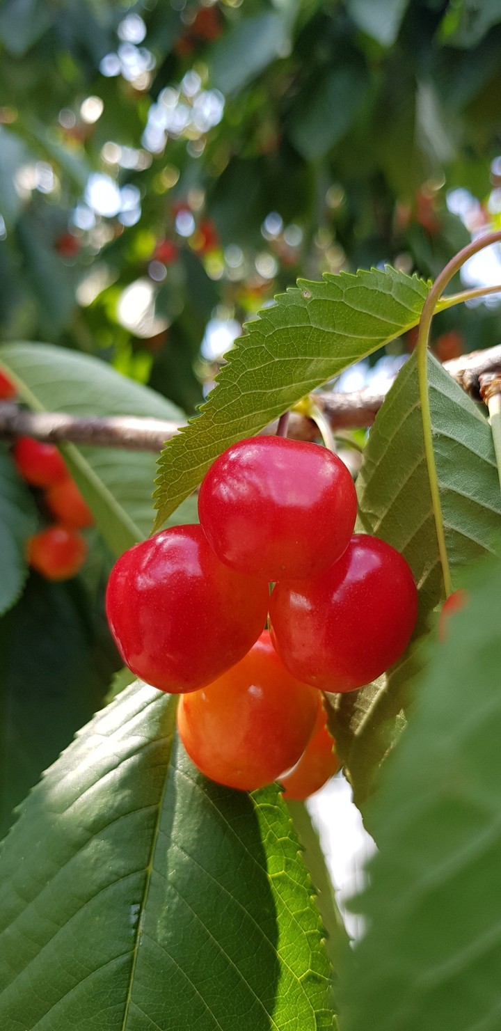 Cherry Love