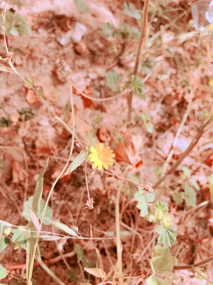 #flower