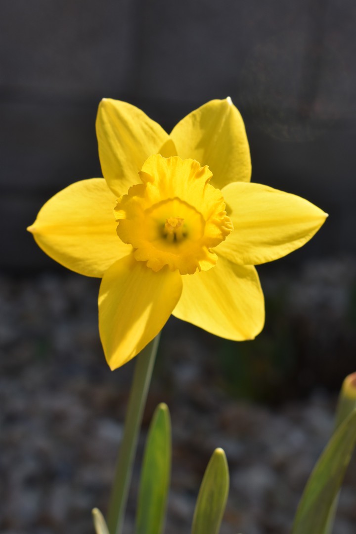 Narcis