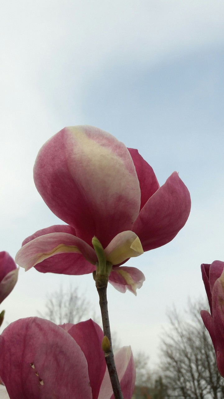 Magnolia