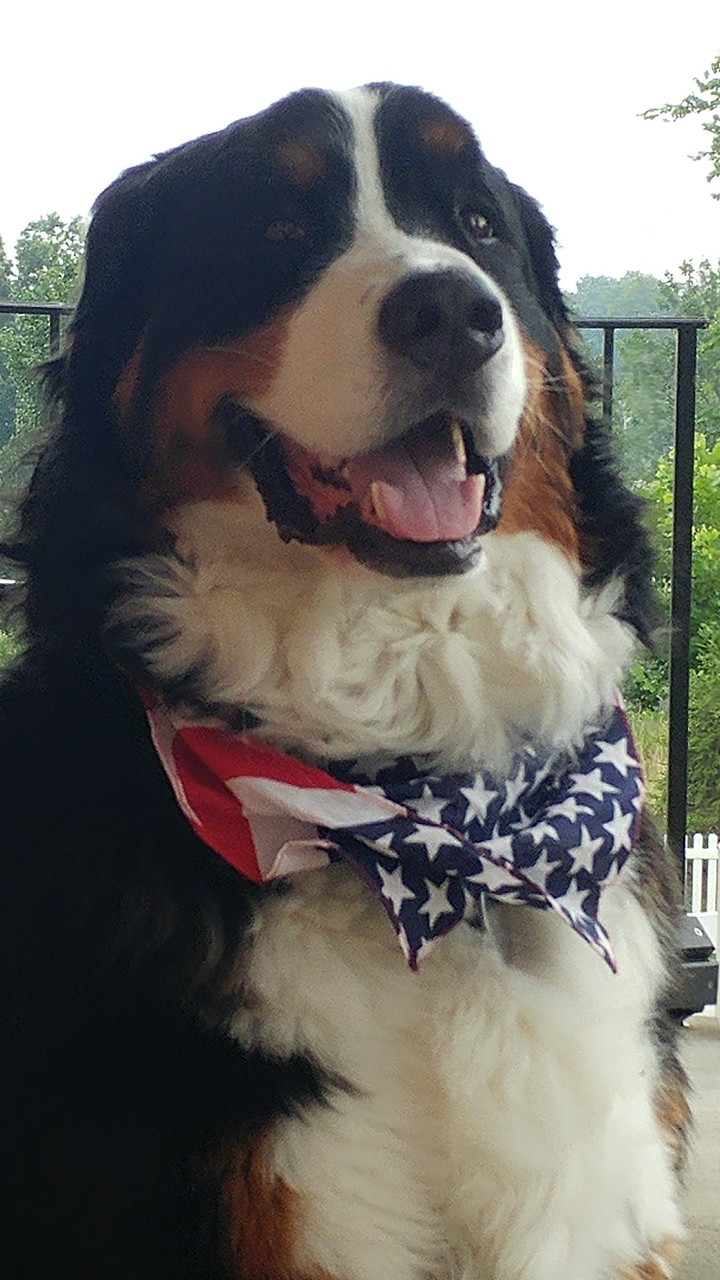 patriotic pup