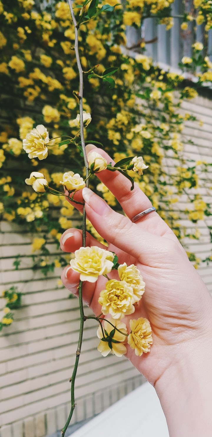 beutiful flowers