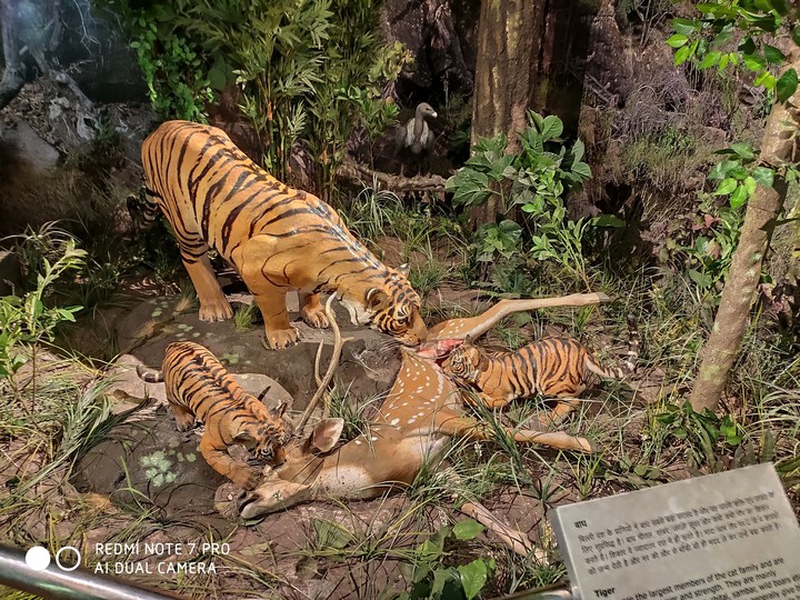 tiger family museum