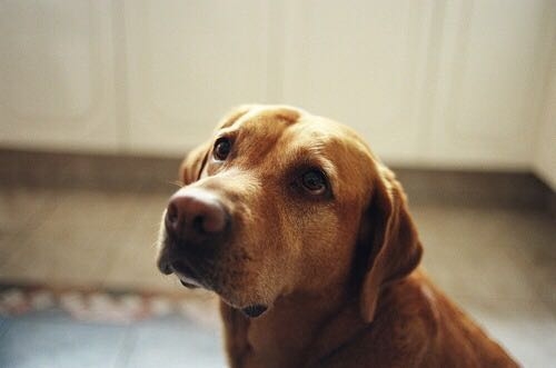dog