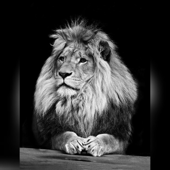 lion