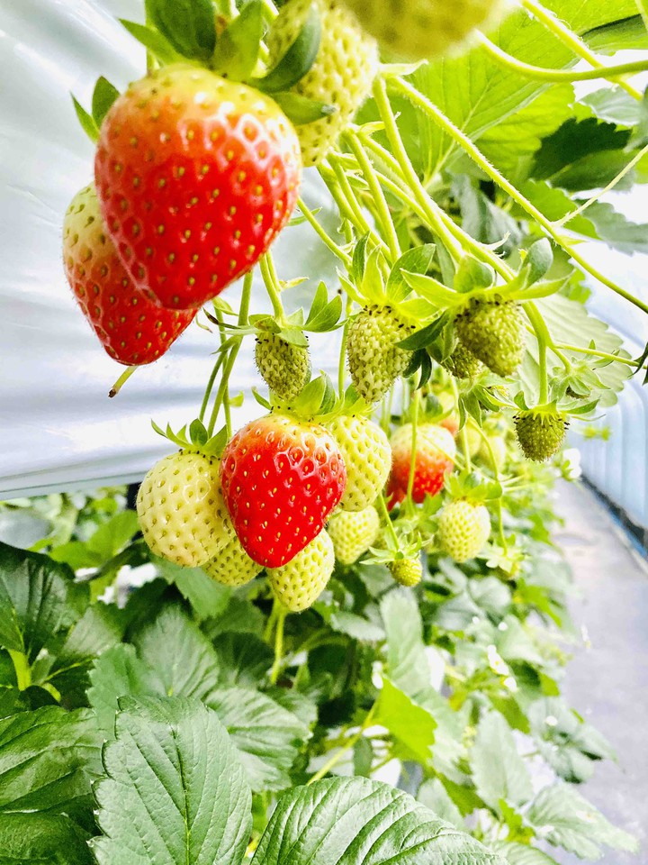strawberry