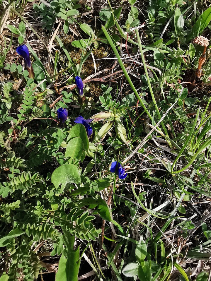 Petit fleur ??
