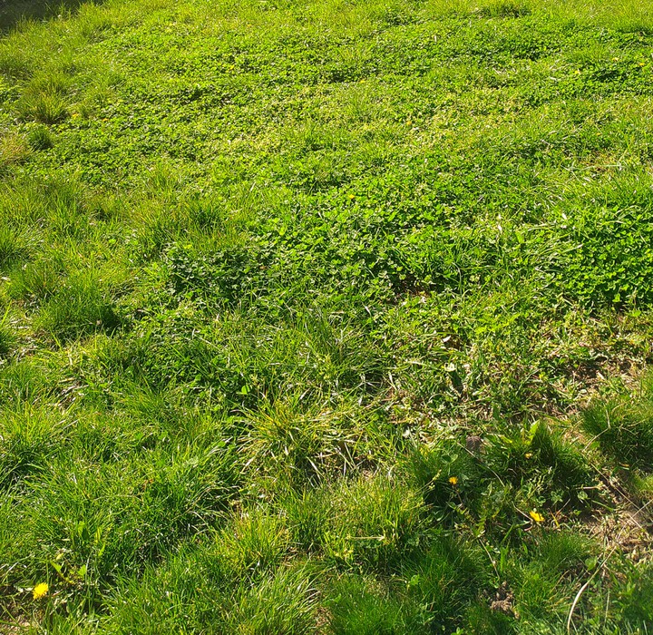 grass