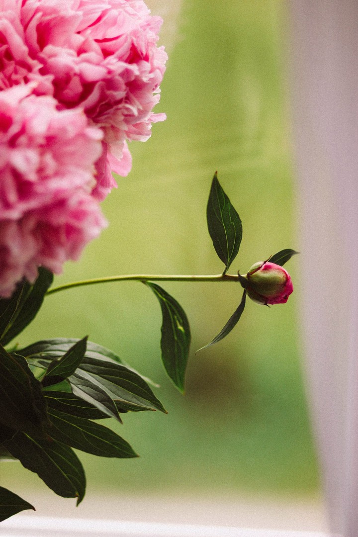 pink flowers