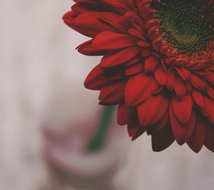 Red flower