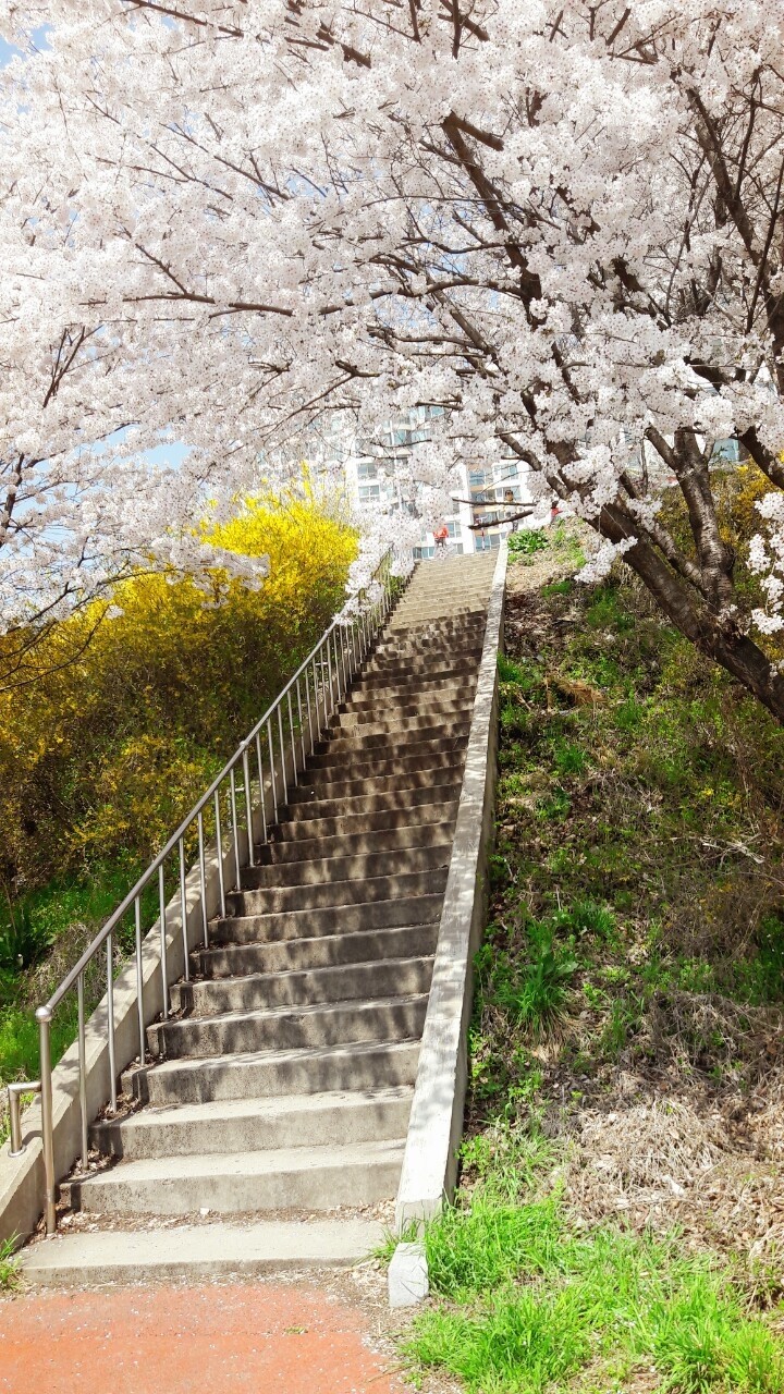 벚꽃 계단
