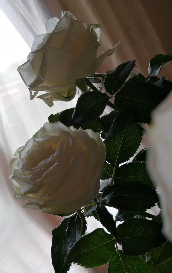 Bianche