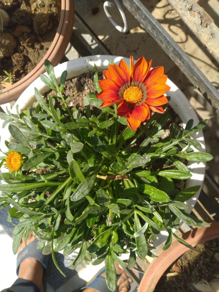 morning flower