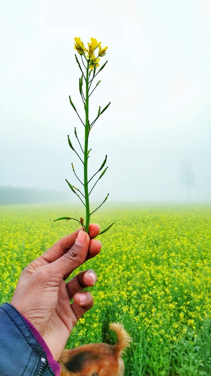 mustard