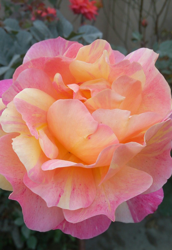 rosey
