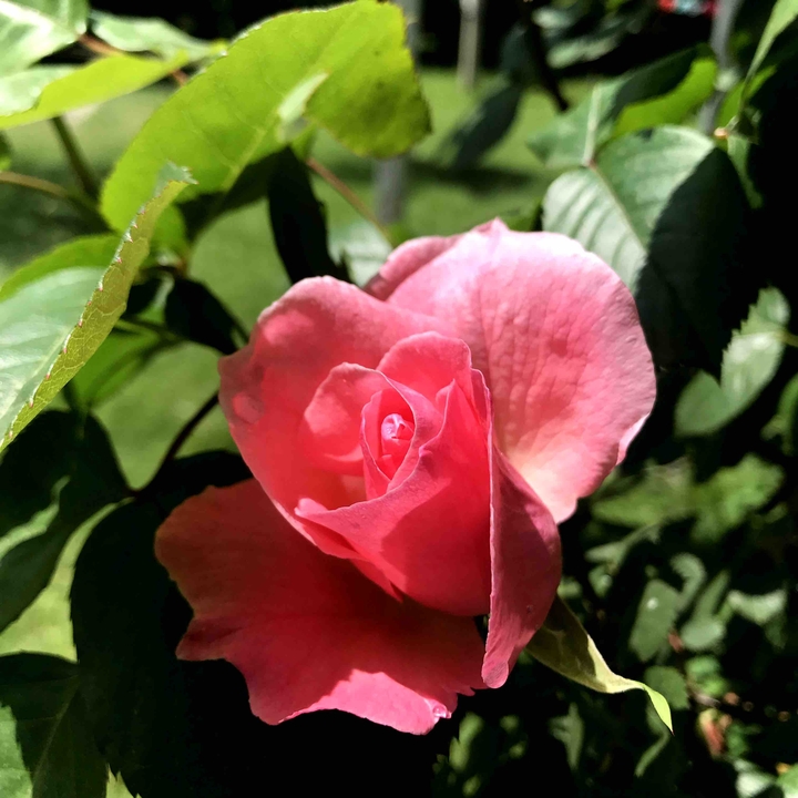 rose