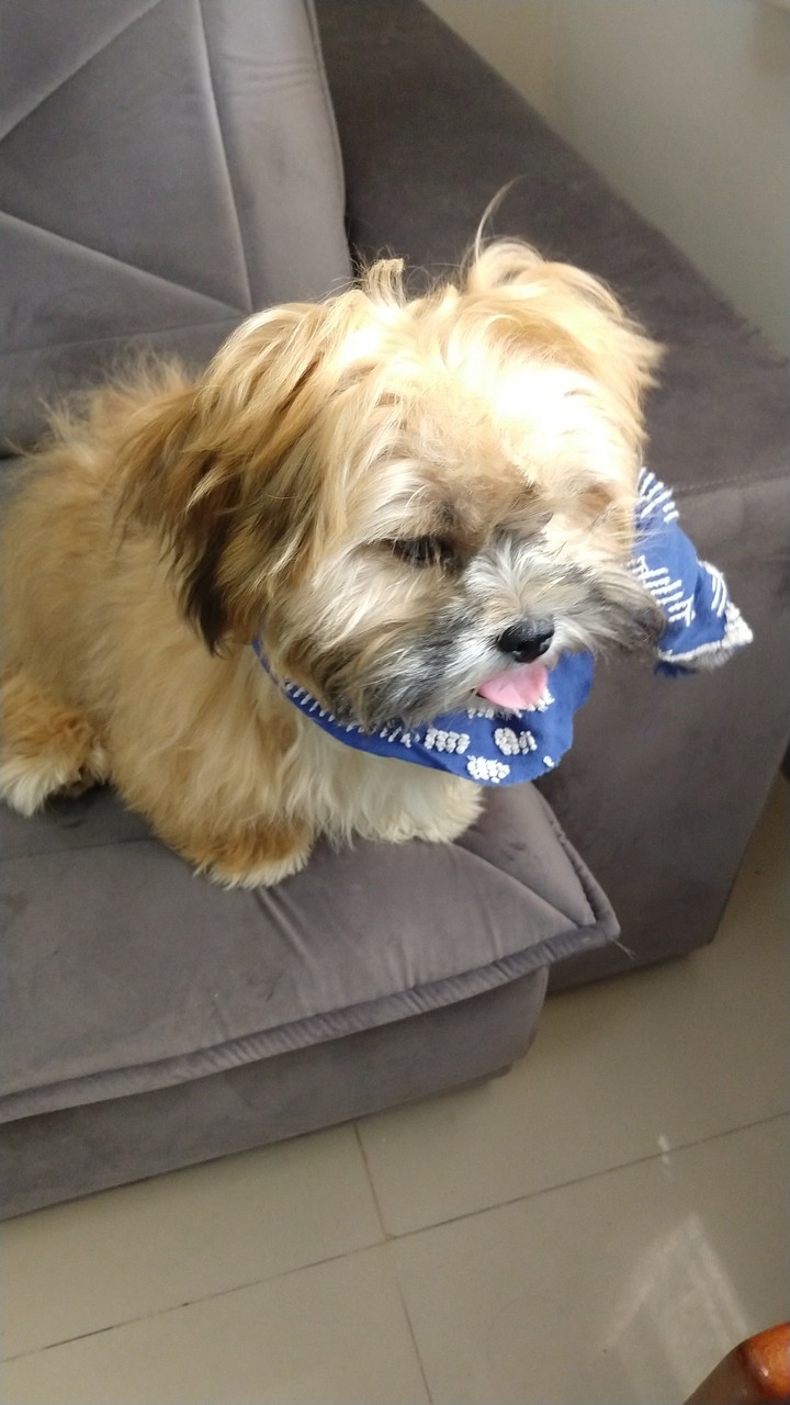 Dog