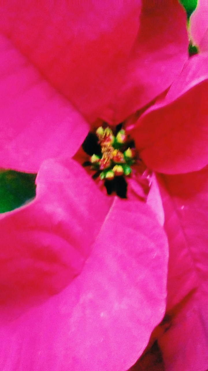 Little Flower