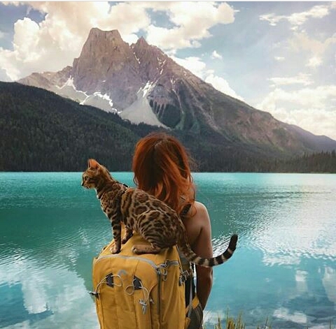 cat
