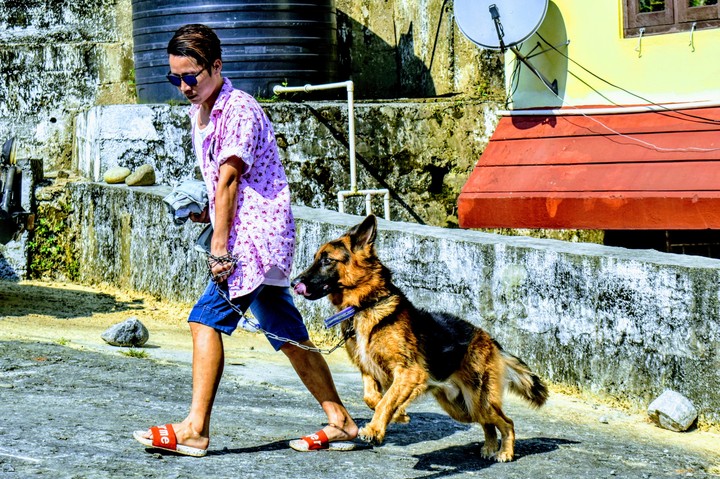 German shepherd