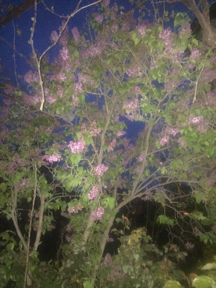 lilac tree