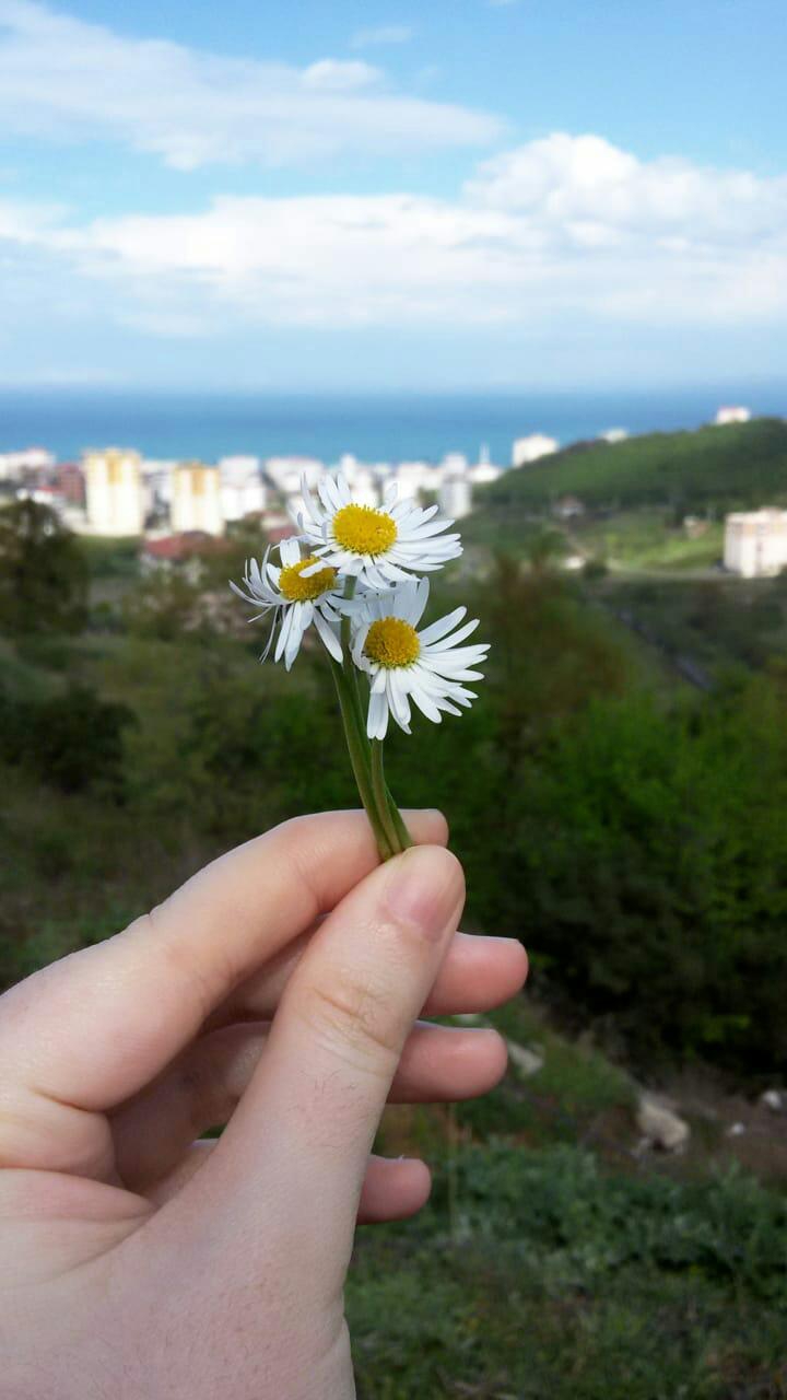 papatya