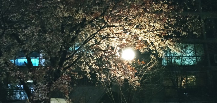 밤과 새벽사이, 벚꽃