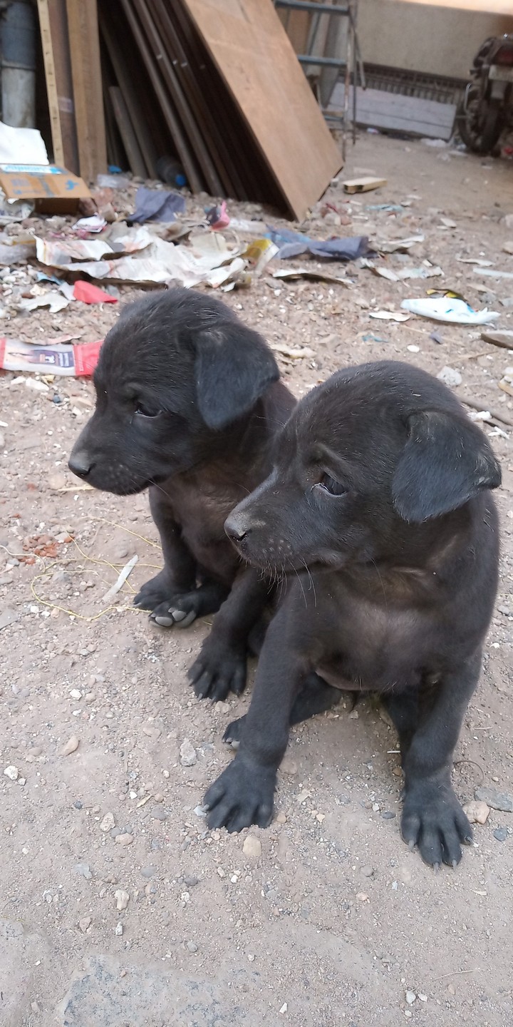 Black Dogs
