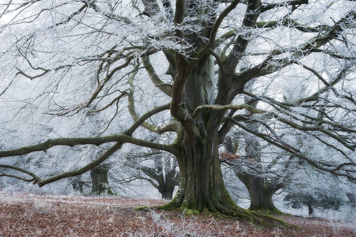 Gorgeous tree