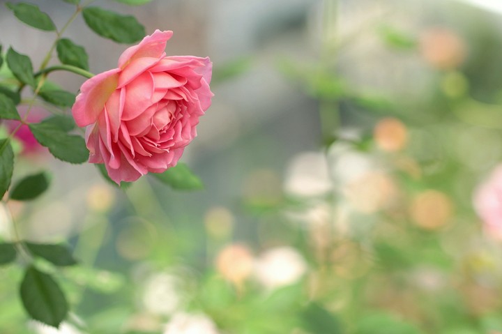 Rosa ROsae